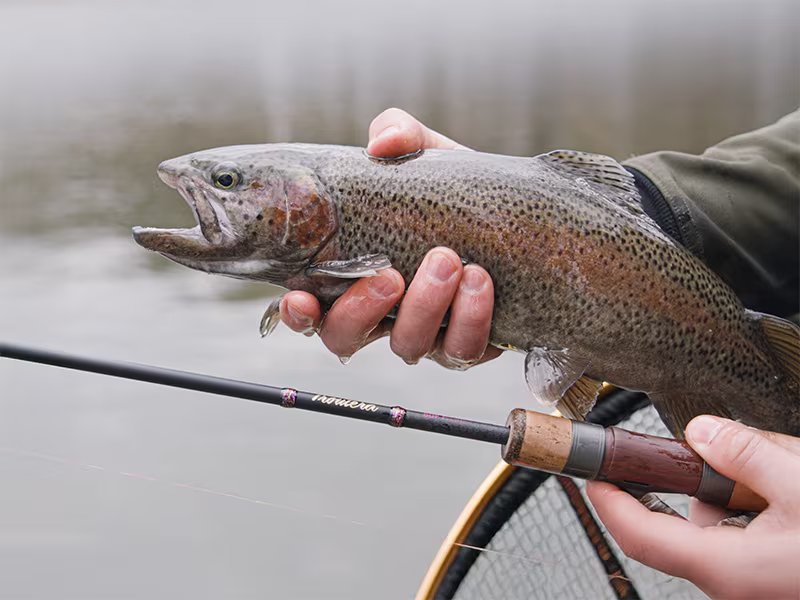 Delphin TROUTERA SoftLURE