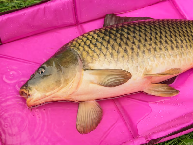 Fish mat with sideboards Delphin DUOMAT QUEEN WOW