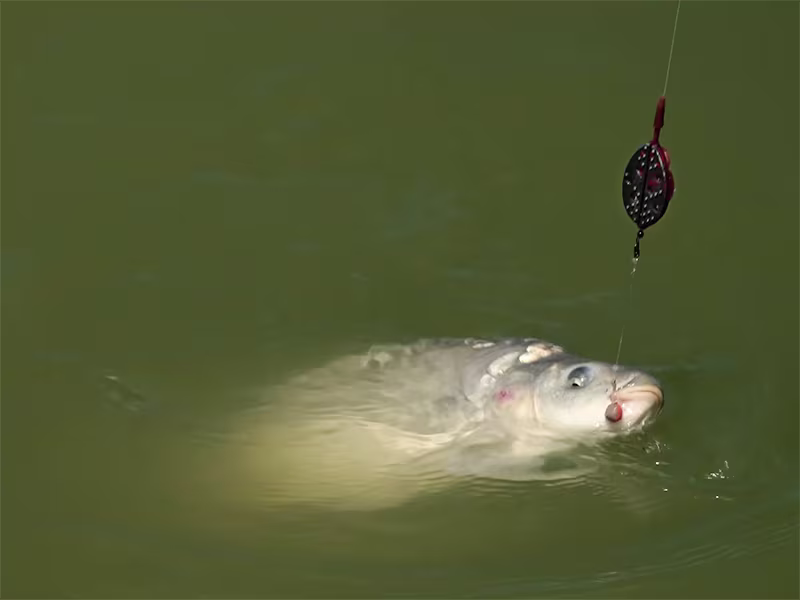 Method feeder Delphin Method QUIX