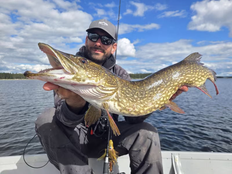 Fox Rage Buck Pike