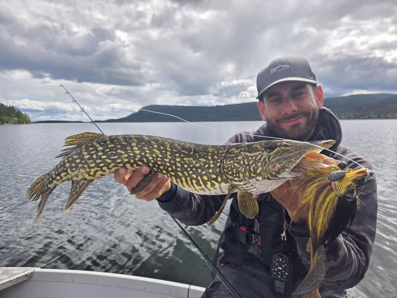 Fox Rage Buck Pike
