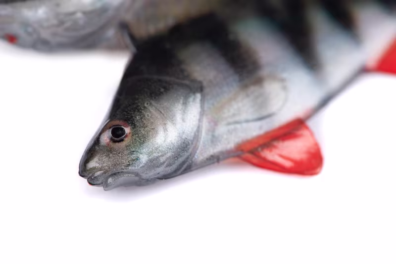 Fox Rage Ultra Natural Perch Fillet