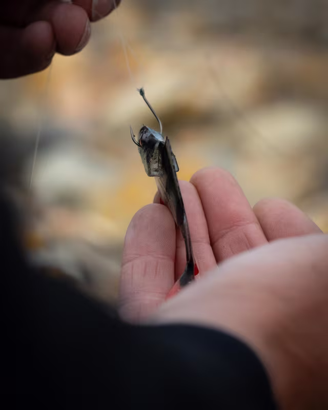 Fox Rage Ultra Natural Roach Fillet