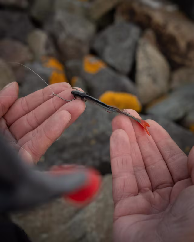 Fox Rage Ultra Natural Roach Fillet