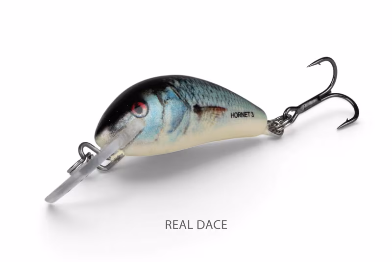 Salmo Hornet Sinking Real Dace