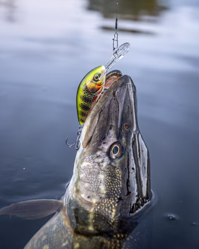 Salmo Hornet Sinking Real Dace