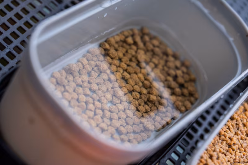 Guru Conti Bait Box 1.1 Pint Grey