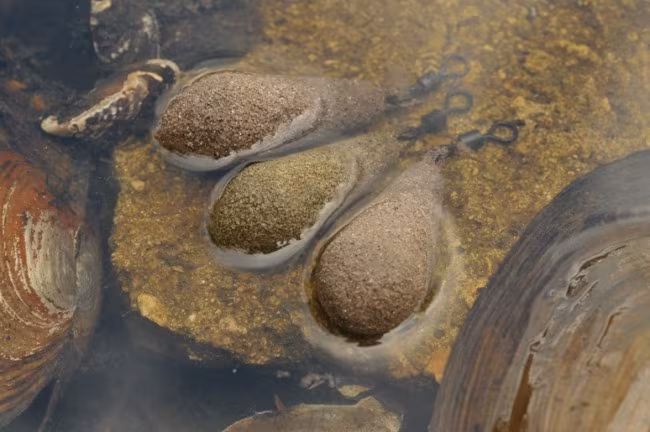 Korda Textured Flat Pear Inline 2.5 oz /