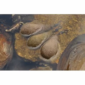 Korda Textured Square Pear Swivel
